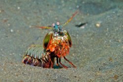 Mantis Shrimp Meme Template
