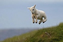 jumping goat Meme Template