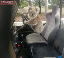 Koalafied Driver Meme Template