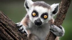 Above Static Lemur Meme Template
