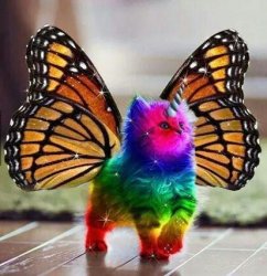 Rainbow unicorn butterfly kitten Meme Template
