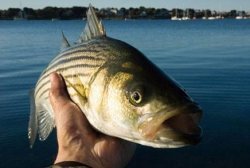 nonotthatbass Meme Template