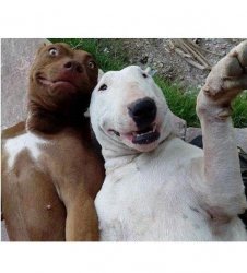 PERRO SELFIE Meme Template