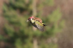 weasel riding woodpecker Meme Template