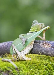 Lizard and Guitar Meme Template