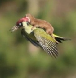 Weasel Riding a Woodpecker All Arguments Invalid Forever Meme Template