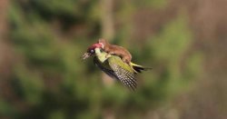 Weaselpecker Meme Template