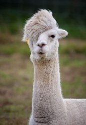 Llama with flow Meme Template