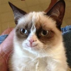 Grumpy Cat Smile Meme Template