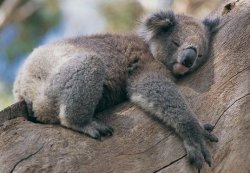 Koala Hug Meme Template