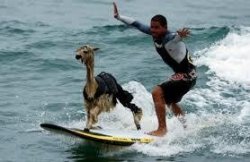 Surfing Llama Meme Template