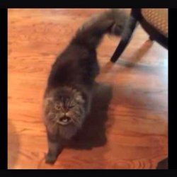 YAAASS cat Meme Template