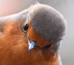 Bird Look Meme Template