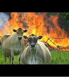 evil cows Meme Template
