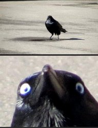 Insanity Crow Meme Template