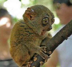 A BRANCH??? Meme Template