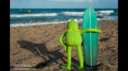 Kermit Surf Meme Template
