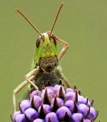 Confused Grasshopper Meme Template