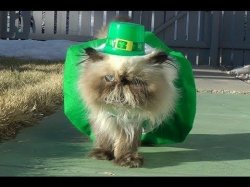 St Patrick's day birthday cat Meme Template