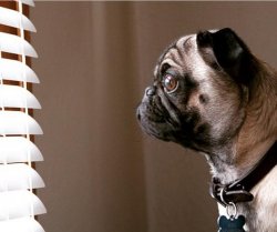 Pug staring out the window Meme Template