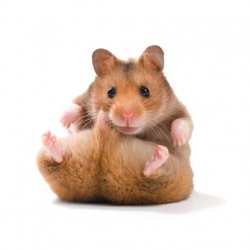 hamstergangster Meme Template