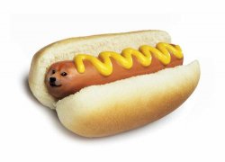 doge hot doge Meme Template