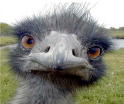 Selfie Meme Template