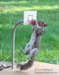 Squirrel basketball Meme Template