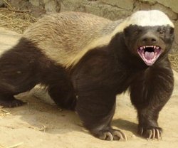 Honey Badger Meme Template