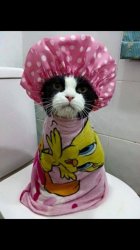 Bath kitty Meme Template