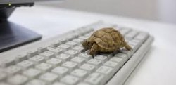 Tortoise Meme Template