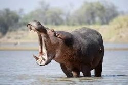 hippo Meme Template