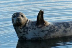 Seal Meme Template