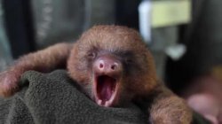 Yawning Sloth Meme Template