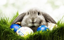 Easter bunny Meme Template