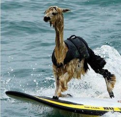 This Llama is surfing Meme Template