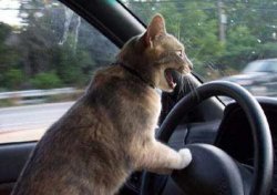 Cat Driving Meme Template