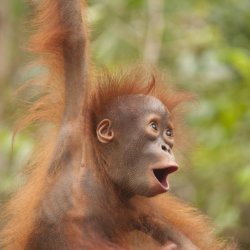 Happy Orangutan Meme Template
