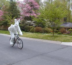 Bunny On Bike Meme Template