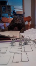 D&D Cat Meme Template