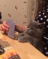Poker Cat Meme Template