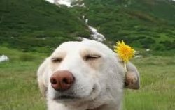 happy dog flower Meme Template