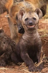 smile Hyena Meme Template