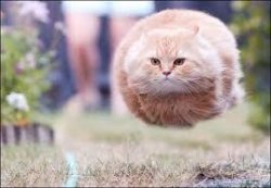 flying cat ball Meme Template