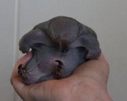 Baby Echidna  Meme Template