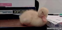 Sleepy Duck Meme Template