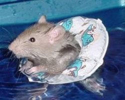 Swimming hamster Meme Template