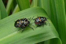 bugs on leaf Meme Template