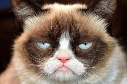 Grumpy cat glare Meme Template