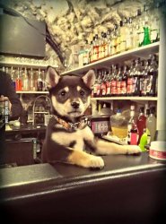 Bartender Puppy Meme Template